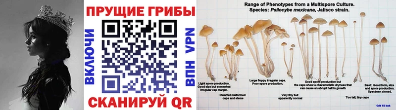 Псилоцибиновые грибы MAGIC MUSHROOMS  kraken рабочий сайт  Навашино 